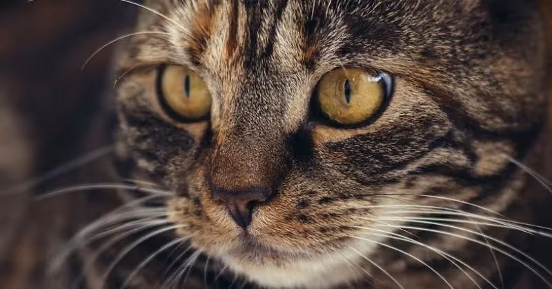 La conjonctivite du chat