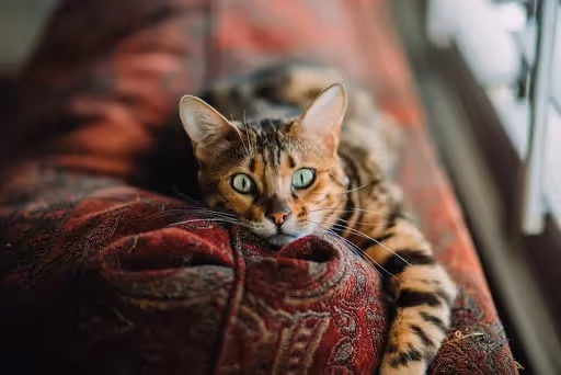 la contraception chez le chat