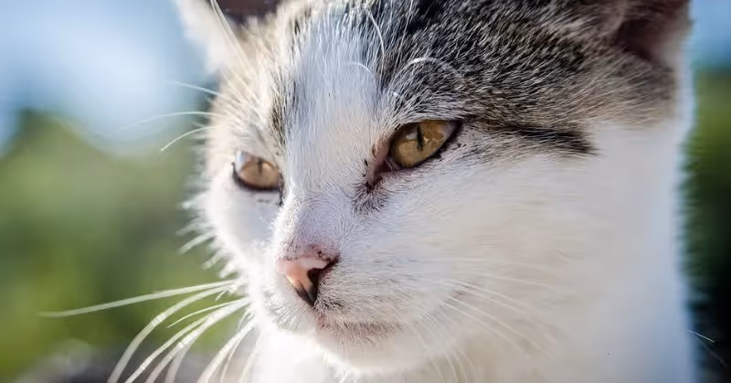 Coryza du chat