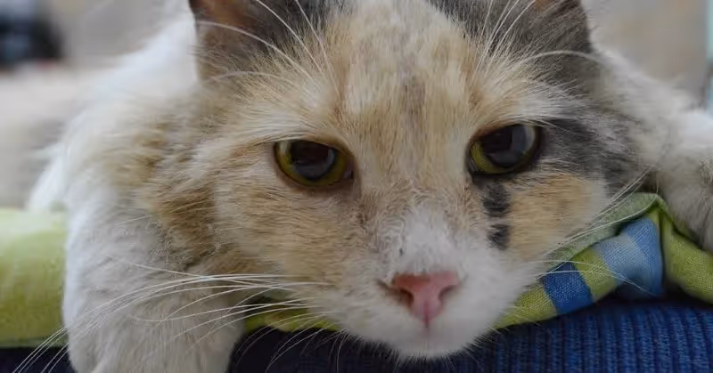 Le coryza du chat