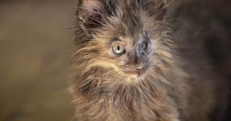 Chat atteint de coryza
