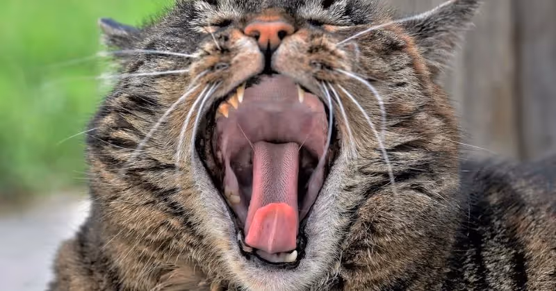 Coryza chez le chat et hygiène dentaire