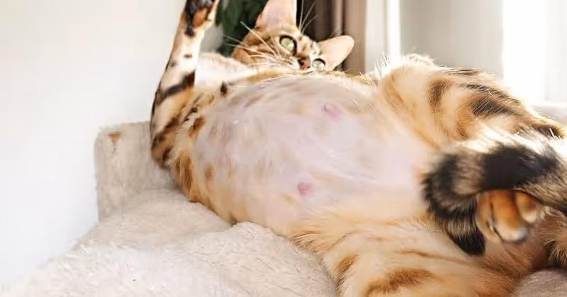 Chatte qui attend des petits