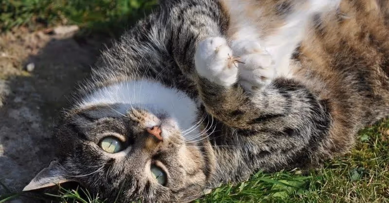 La grossesse chez la chatte