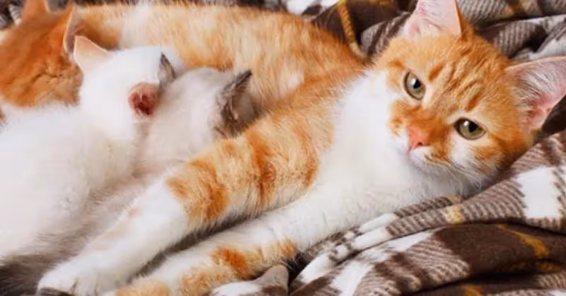 La gestation chez les chats