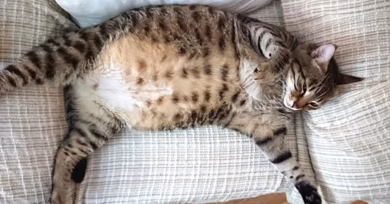 Gestation du chat