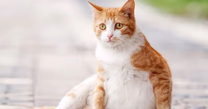 La gestation chez le chat