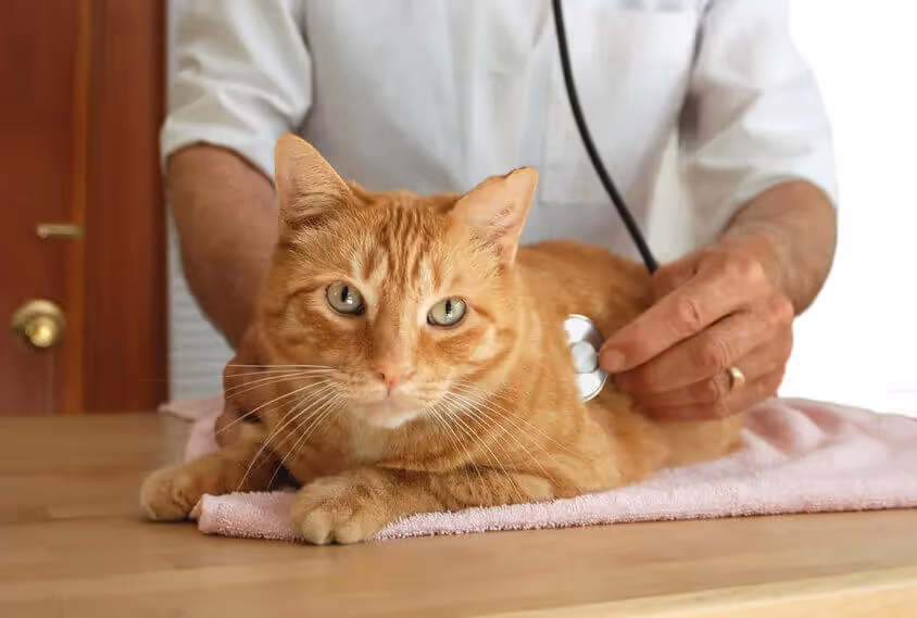 Symptômes de la pancréatite chat