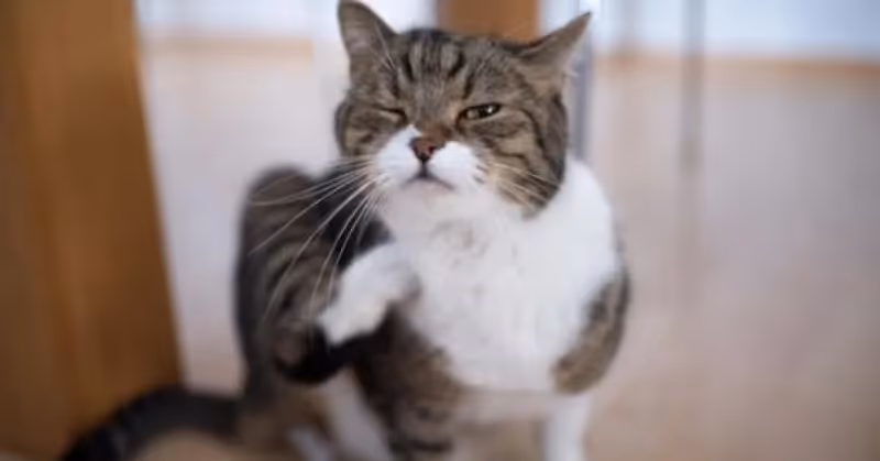 Méthodes contre les puces du chat