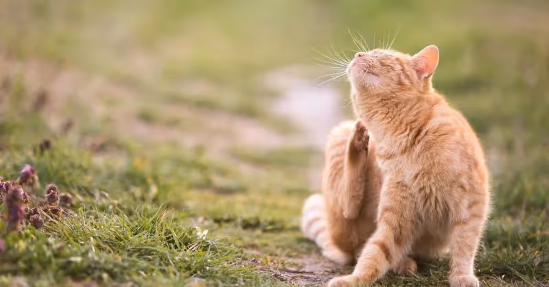 Puces sur un chaton