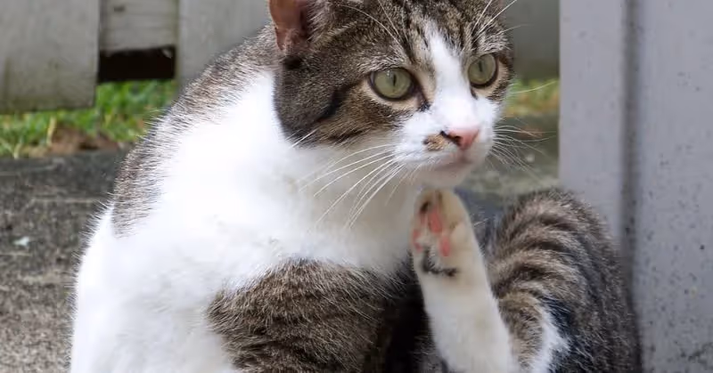 Les puces chez le chat