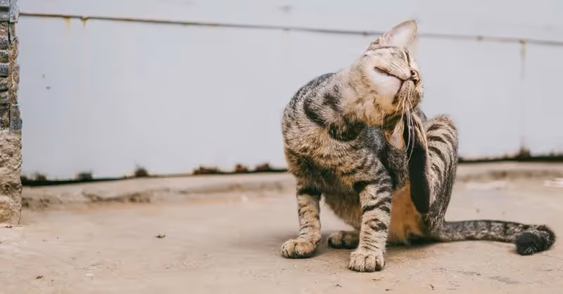 Comment soigner les puces du chat
