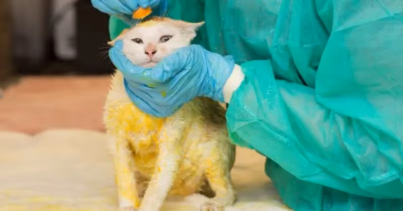 Prévenir le teigne chez le chat