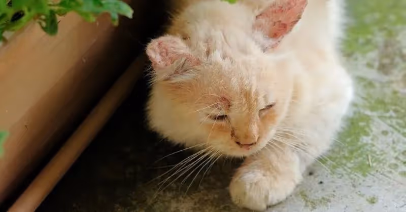 Signes de la teigne chez le chat