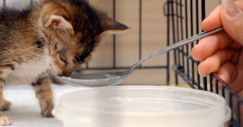 Typhus chez le chat et le chaton