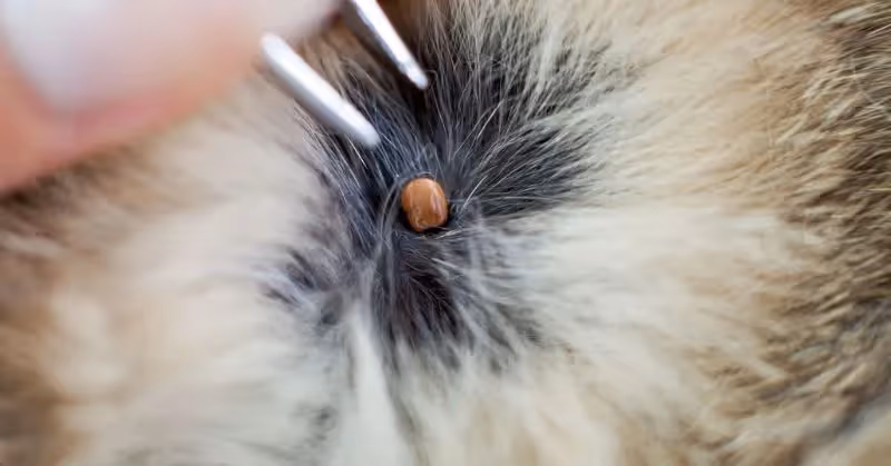 Retirer une tique sur un chat