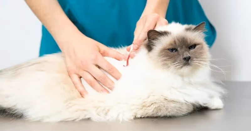 Tique sur un chat à poil long