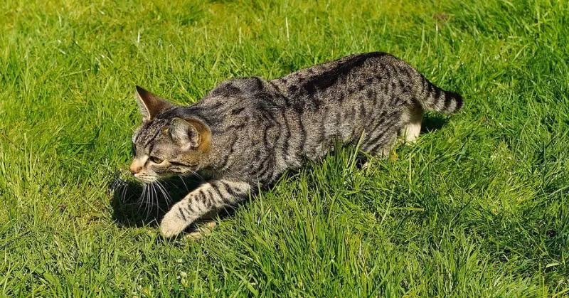 Tique sur un chat à l'extérieur