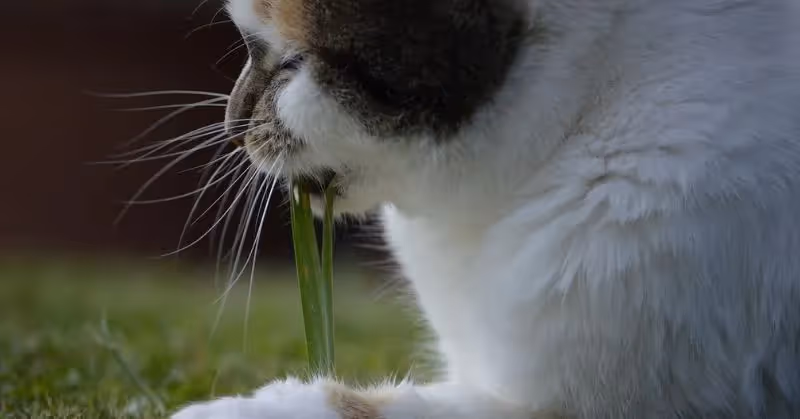 Le vermifuge chez le chat