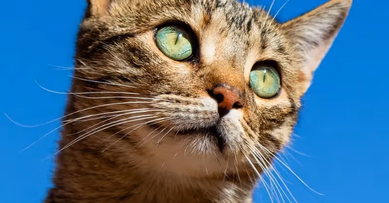 Vermifuge et chat
