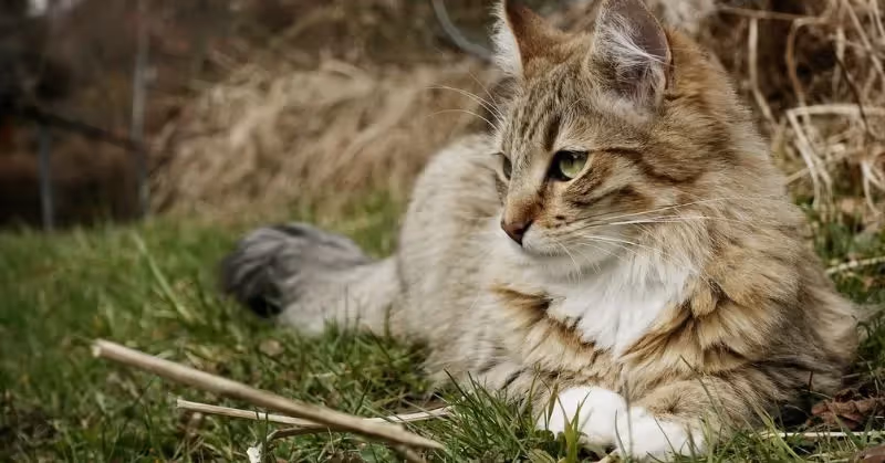 Le vermifuge chez les chats
