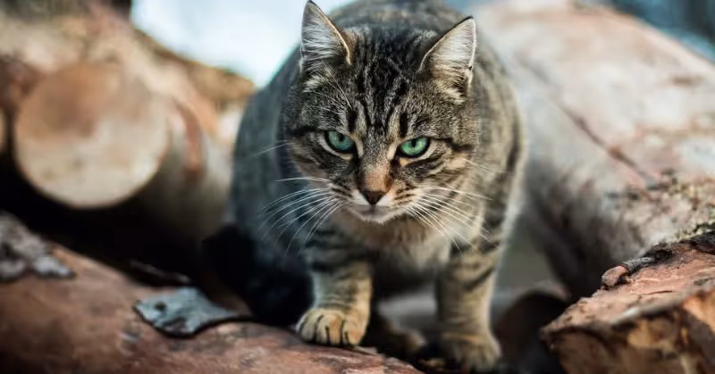 Vermifuger son chat