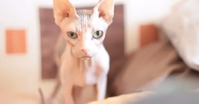 Sphynx : chat hypoallergénique