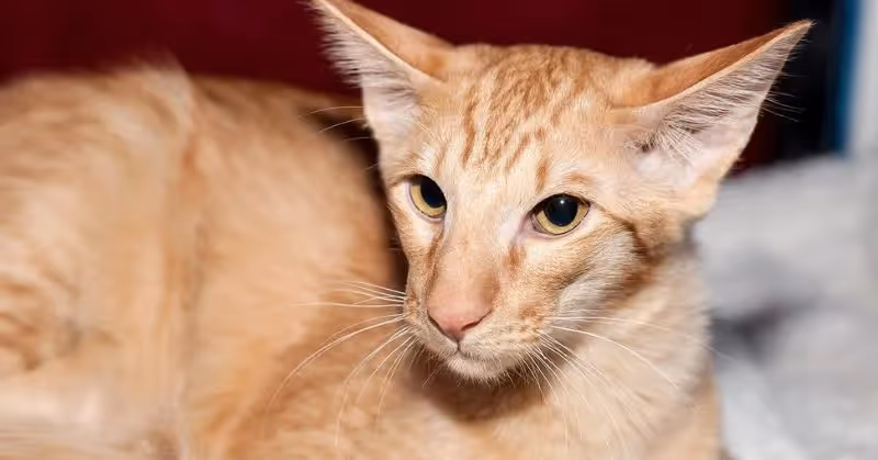 Javanais : chat hypoallergénique