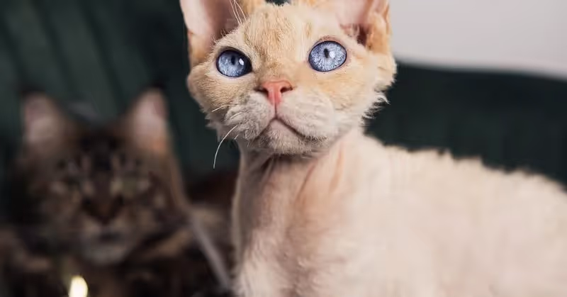 Devon Rex : chat hypoallergénique