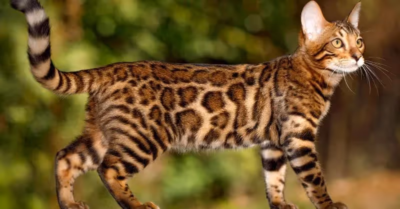 Bengal : chat hypoallergénique