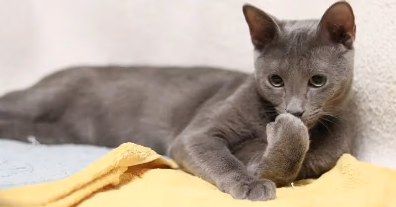 Bleu russe : chat hypoallergénique