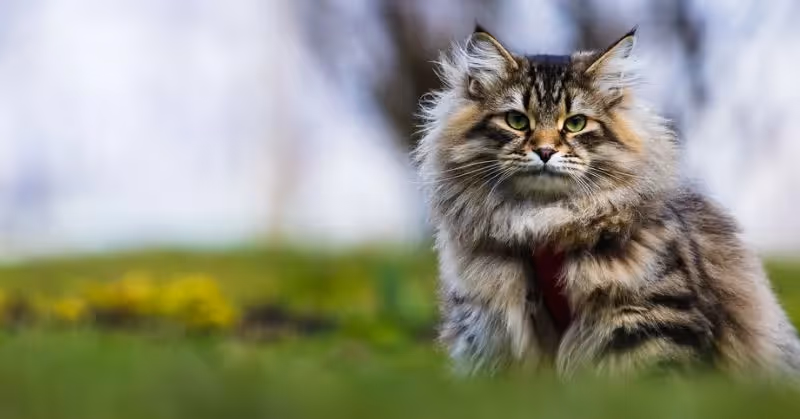 Sibérien : chat hypoallergénique
