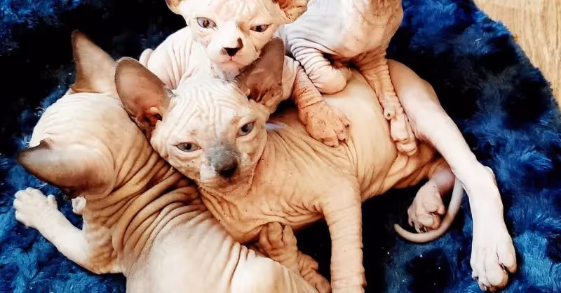 chats hypoallergéniques