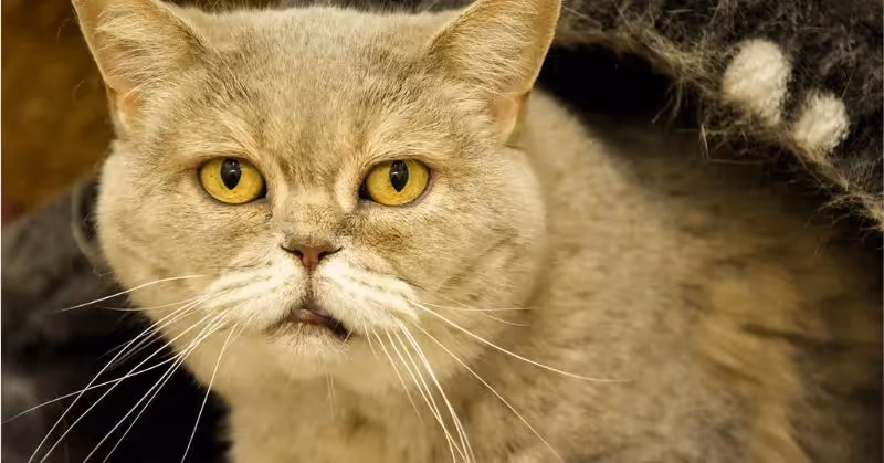 Âge moyen d'un chat