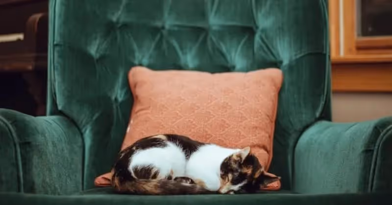 Âge d'un chat en âge humain