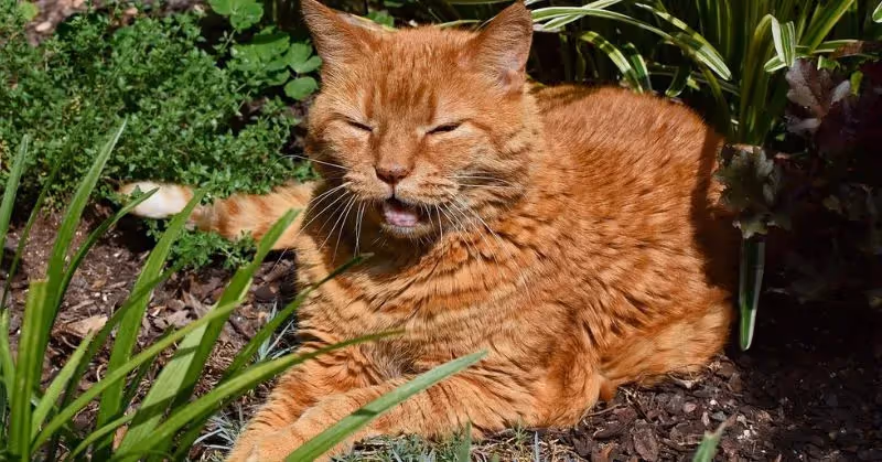Âge d'un vieux chat