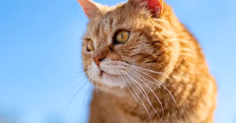 Espérance de vie des chats