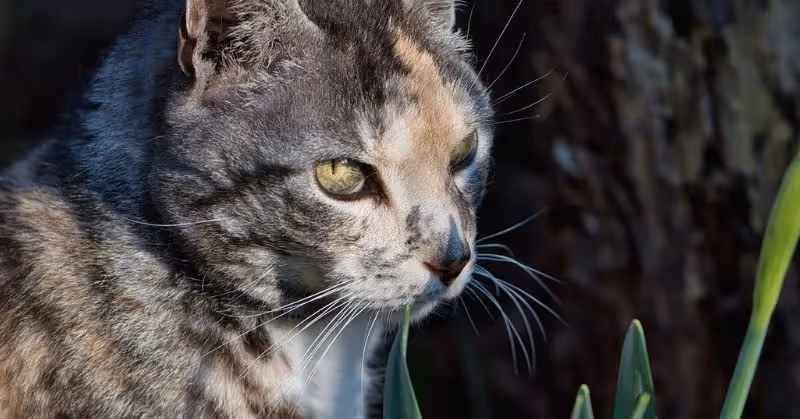 espérance de vie chez les chats