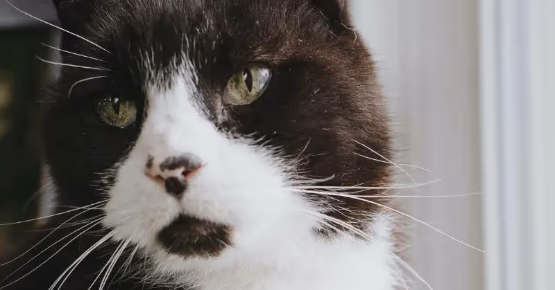 Espérance de vie d'un chat