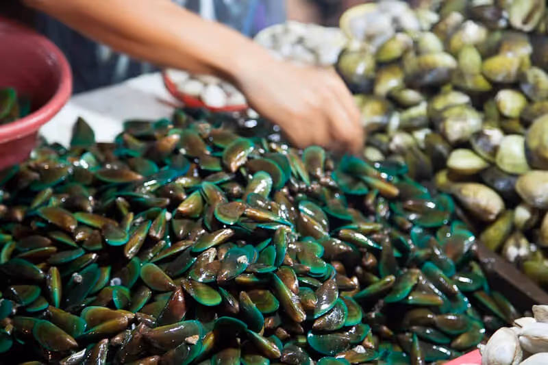 Avantage moule verte chat