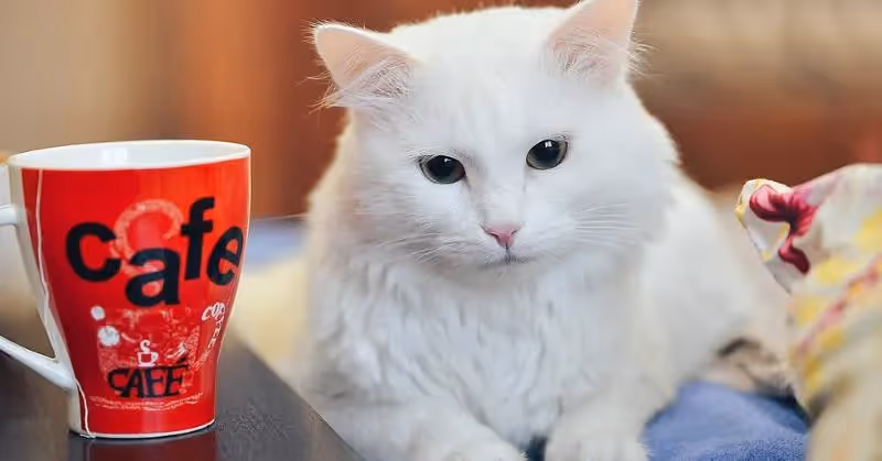 photo de chat blanc