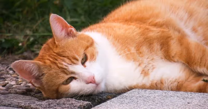 photo de chat roux