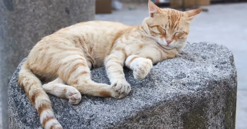 photo de chat roux