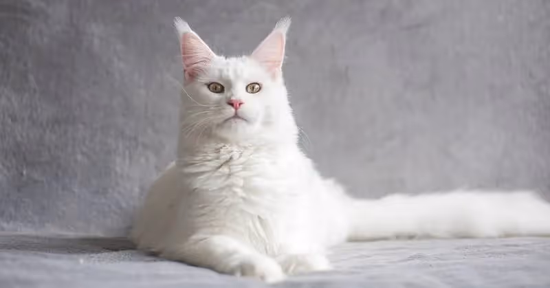 photo de chat blanc