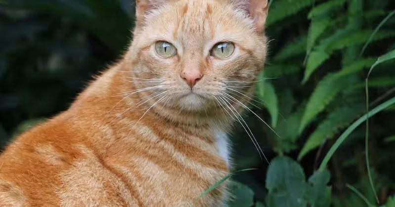 photo de chat roux
