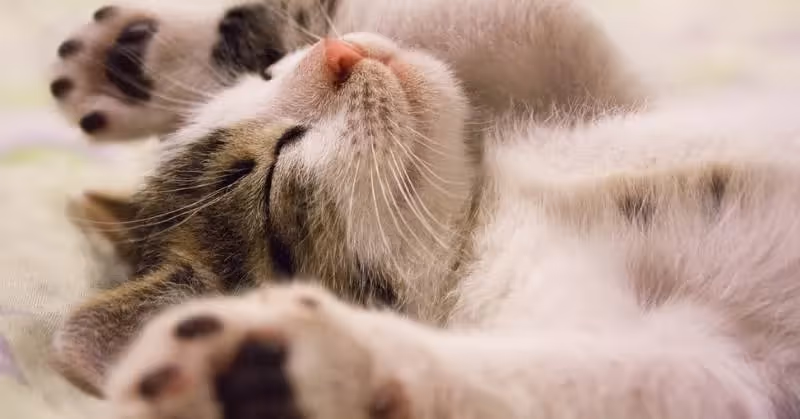 photo de chat rigolo