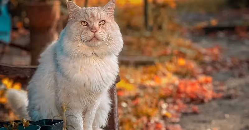 photo de grand chat