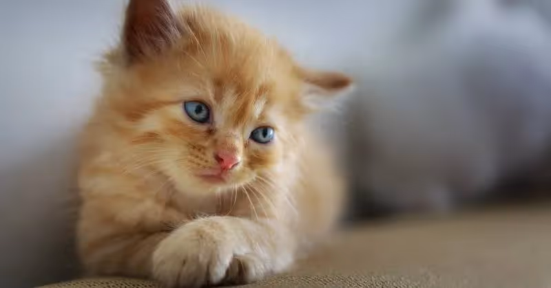photo de chat mignon