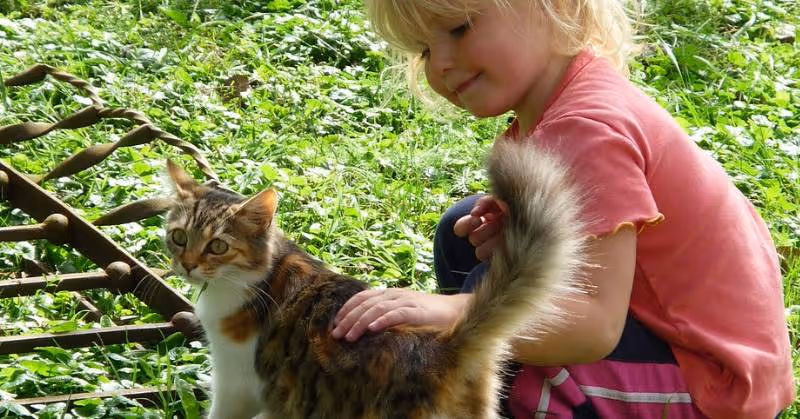 photo de chat avec un bébé