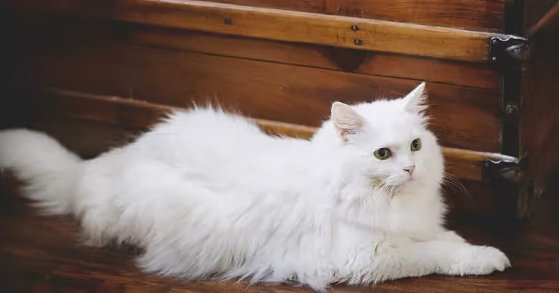 photo de chat blanc